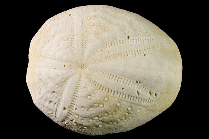 Fossil Sea Urchin (Eupatagus) - Florida #161280